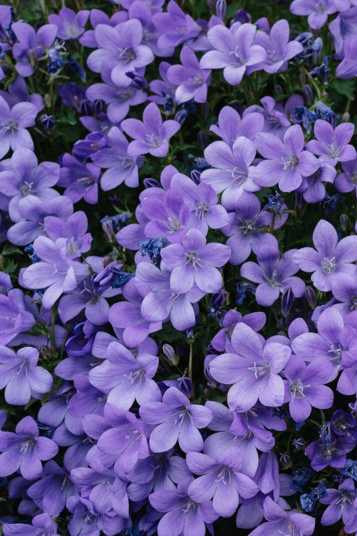 Starlight Whimsy Flower Ensemble